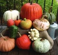 Autumn Gourd Mix