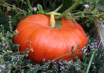 Cinderella Heirloom Pumpkin (Rouge Vif d’Étampes)