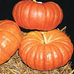 Cinderella Heirloom Pumpkin (Rouge Vif d’Étampes)