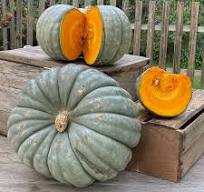 Jarrahdale Blue Pumpkin